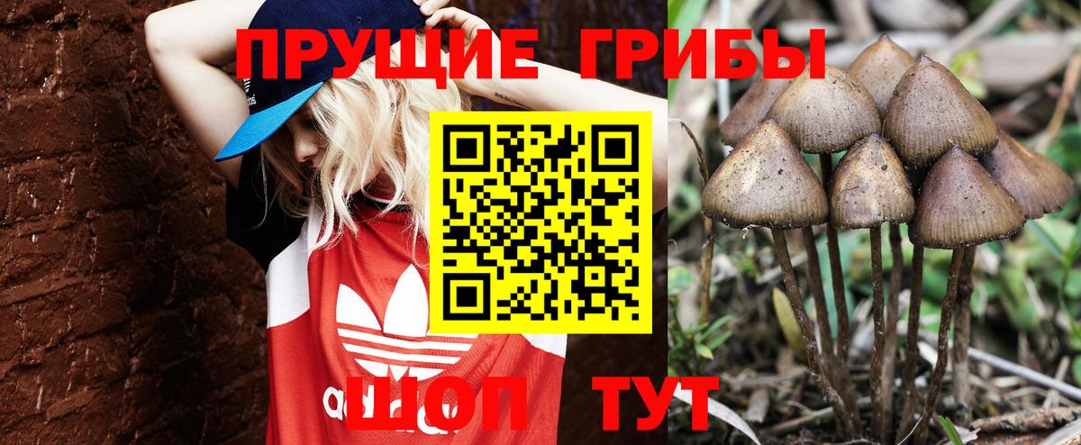 Галлюциногенные грибы Psilocybe  Вход с VPN  Лиски 